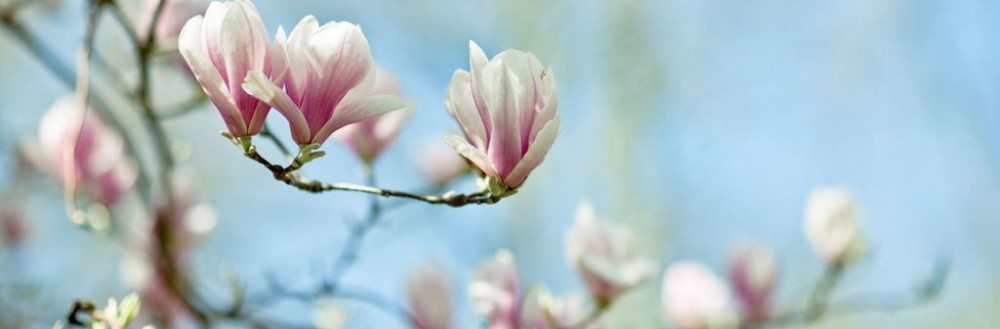 パリ心理カウンセリングクリニック